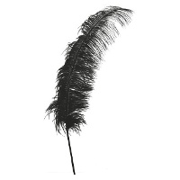 Plume d'autruche de 50 cm - 1 unité