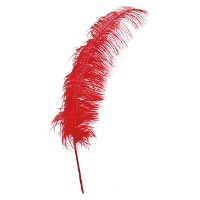 Plumes d'autruche de 50 cm - 12 unités