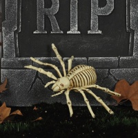 squelette d'araignée, 24 cm