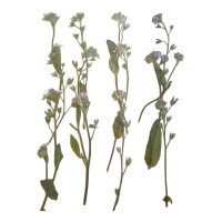 Fleur de lavande lilas pressée séchée 6 cm - Innspiro - 12 pcs.