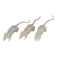 Rats phosphorescents 7 cm - 3 pcs.