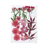 Fleurs séchées pressées Mélange Rouge - Artemio - 12 unités