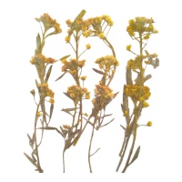 Fleur séchée pressée alysse jaune 6 cm - Innspiro - 12 pcs.