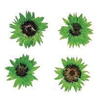 Fleur séchée pressée baby everlasting green 2 cm - Innspiro - 10 pcs.