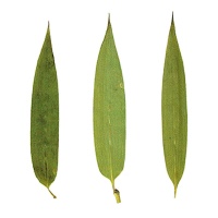 Fleur de bambou de rivière verte pressée et séchée 6 cm - Innspiro - 10 pcs.