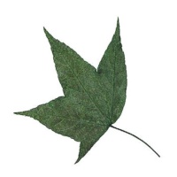 Fleur séchée pressée feuilles d'érable vertes 5 cm - Innspiro - 10 pcs.