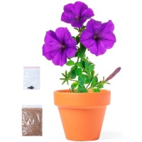 Pot avec graines de pétunia