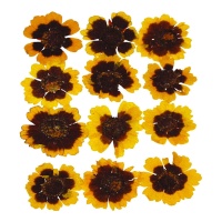 Pressé séché golden wawe fleur jaune 3 cm - Innspiro - 12 pcs.
