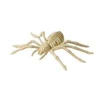 squelette d'araignée de 24 x 12 cm