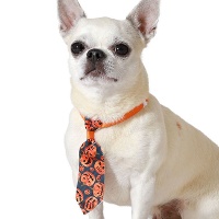 Cravate de citrouilles d'Halloween pour animaux domestiques